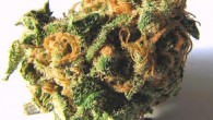 A dried flowered bud of the Cannabis sativa plant (CC BY 2.5).