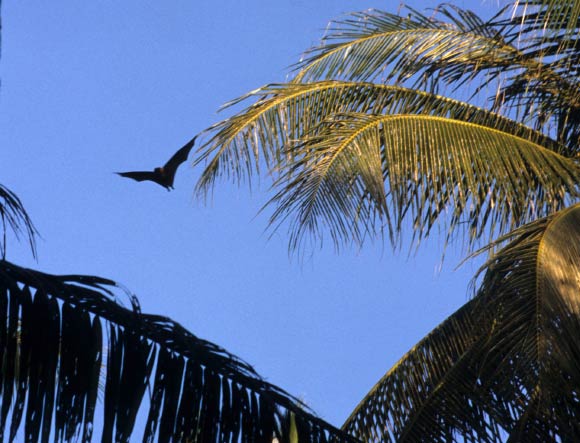 A Mortlock Islands flying fox in flight on Oneop Island. Image credit: Danko Taborosi.