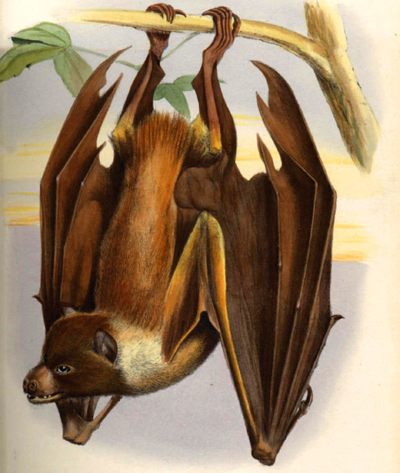 This 1882 illustration from Proceedings of the Zoological Society of London shows the Mortlock Islands flying fox.