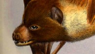 This 1882 illustration from Proceedings of the Zoological Society of London shows the Mortlock Islands flying fox.