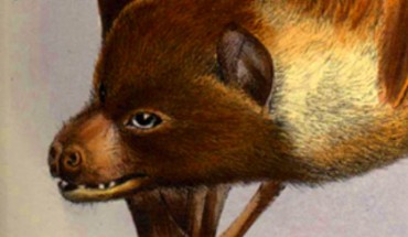 This 1882 illustration from Proceedings of the Zoological Society of London shows the Mortlock Islands flying fox.