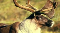 Arctic reindeer. Image credit: Jon Nickles / U.S. Fish and Wildlife Service.