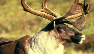 Arctic reindeer. Image credit: Jon Nickles / U.S. Fish and Wildlife Service.