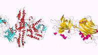 Structure of Botox, left, and Tetanus toxin.