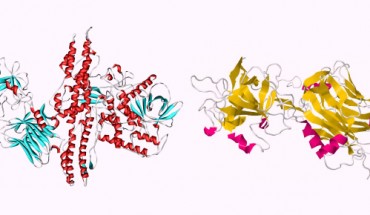 Structure of Botox, left, and Tetanus toxin.