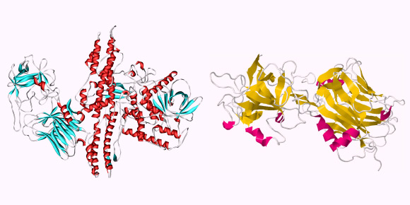 Structure of Botox, left, and Tetanus toxin.