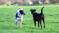 Dogs recognize and respond differently when their fellow canines wag to the right than they do when they wag to the left. Image credit: Marcello Siniscalchi et al.