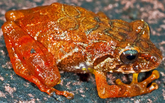 Pristimantis jamescameroni. Image credit: Philippe J.R. Kok. 