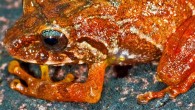Pristimantis jamescameroni. Image credit: Philippe J.R. Kok.