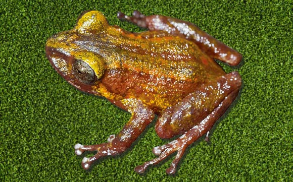 Pristimantis imthurni. Image credit: Philippe J.R. Kok.