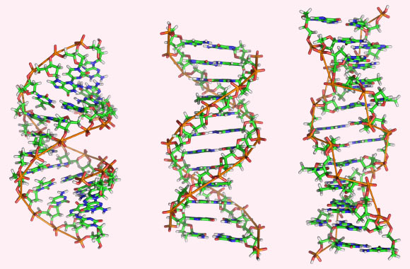 DNA. Image credit: Richard Wheele / CC BY-SA 3.0.