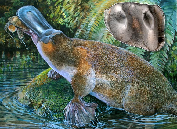This is an artist's reconstruction of Obdurodon tharalkooschild. The inset shows its first lower molar. Image credit: Peter Schouten.