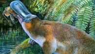This is an artist's reconstruction of Obdurodon tharalkooschild. Image credit: Peter Schouten.
