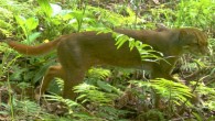 The Bay Cat, Pardofelis badia. Image credit: Oliver Wearn.