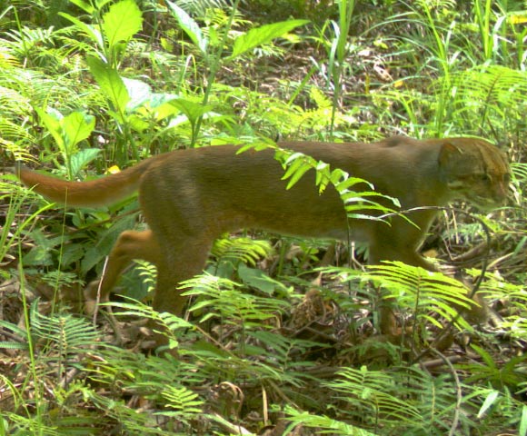 The Bay Cat, Pardofelis badia. Image credit: Oliver Wearn.
