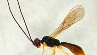 This image shows a female of one of the newly described Heterospilus species. Image credit: Alexander Wild.