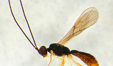 This image shows a female of one of the newly described Heterospilus species. Image credit: Alexander Wild.