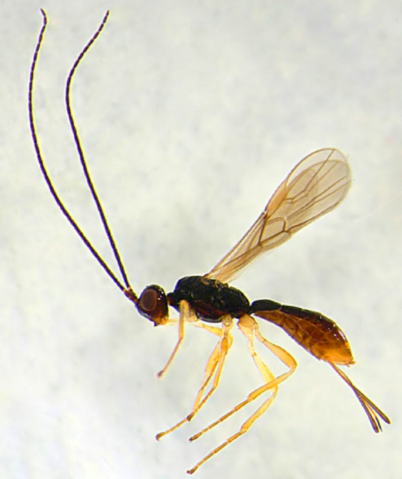 This image shows a female of one of the newly described Heterospilus species. Image credit: Alexander Wild. 