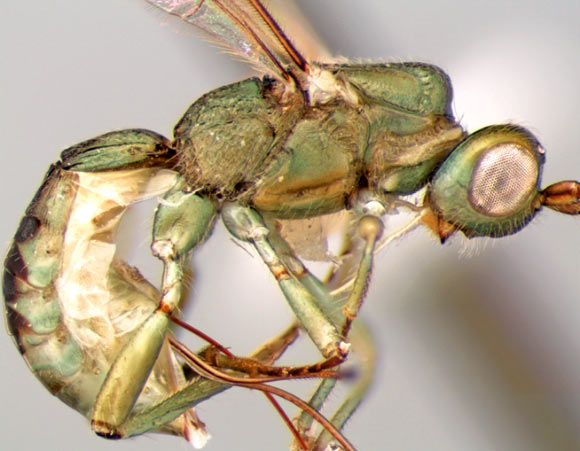This image shows the newly described wasp Heterospilus shawi. Image credit: Marsh PM et al.