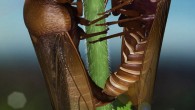 This is an artist's impression of a pair of copulating froghoppers, Anthoscytina perpetua. Image credit: Li S et al.