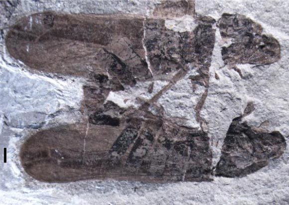 165-million-year-old fossil of copulating froghoppers, Anthoscytina perpetua. Image credit: Li S et al.