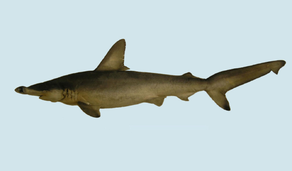 The Carolina hammerhead, Sphyrna gilberti. Image credit: Joe Quattro.