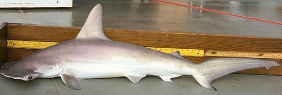The Carolina hammerhead, Sphyrna gilberti. Image credit: Joe Quattro.