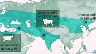 This map shows locations of cattle domestication centers compared with aurochs distribution. Image credit: Hucai Zhang et al.