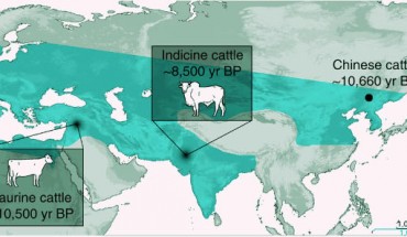 This map shows locations of cattle domestication centers compared with aurochs distribution. Image credit: Hucai Zhang et al.