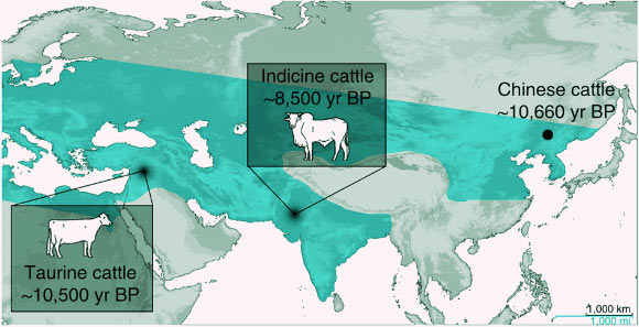This map shows locations of cattle domestication centers compared with aurochs distribution.  Image credit: Hucai Zhang et al.