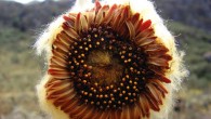 Beautiful inflorescence of Coespeletia palustris. Image credit: Luis "Kike" Gámez.