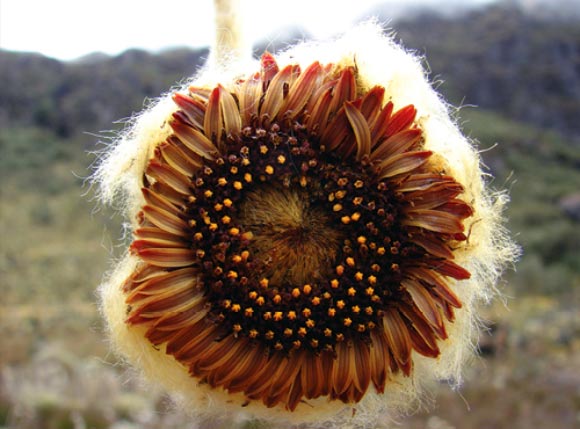 Beautiful inflorescence of Coespeletia palustris. Image credit: Luis "Kike" Gámez.