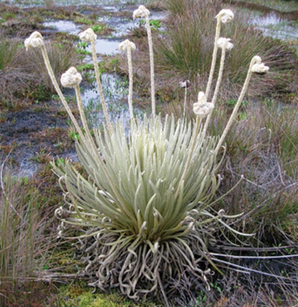 Coespeletia palustris in a typical marshy habitat. Image credit: Mauricio Diazgranados.