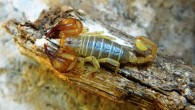 Euscorpius lycius, a male in its natural habitat. Image credit: Yağmur EA et al.