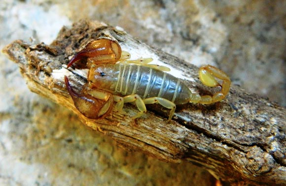 Euscorpius lycius, a male in its natural habitat. Image credit: Yağmur EA et al.