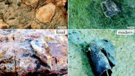 Left: 3.48 billion-year-old macrostructures from the Dresser Formation in Pilbara, Western Australia. Right: possible modern equivalents. Scale bars - 1 cm. Image credit: Nora Noffke et al.