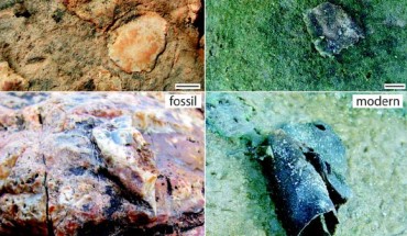 Left: 3.48 billion-year-old macrostructures from the Dresser Formation in Pilbara, Western Australia. Right: possible modern equivalents. Scale bars - 1 cm. Image credit: Nora Noffke et al.