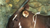 Female saola in Laos, 1996. Image credit: © William Robichaud.