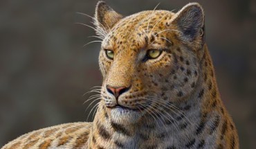 Life reconstruction of Panthera blytheae. Image credit: Mauricio Antón.