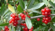 Buffaloberry, Shepherdia argentea. Image credit: Julia Adamson / CC BY-SA 3.0.