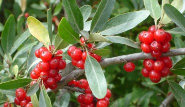 Buffaloberry, Shepherdia argentea. Image credit: Julia Adamson / CC BY-SA 3.0.
