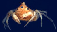 Three-eyed freshwater spider crab Amarinus lacustris. Image credit: Gerhard Scholtz et al.