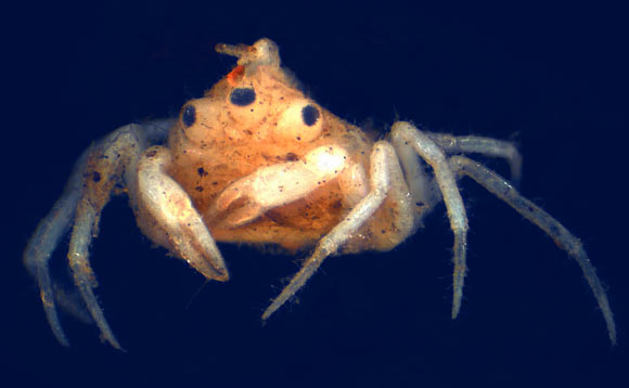 Three-eyed freshwater spider crab Amarinus lacustris. Image credit: Gerhard Scholtz et al.