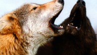 Two wolves. Image credit: Monty Sloan.