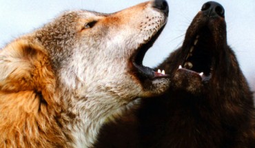 Two wolves. Image credit: Monty Sloan.