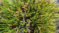 Lepidosperma monticola at Mt. Field National Park, Tasmania. Image credit: Jeremy J. Bruhl.