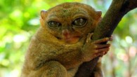 Extant tarsier species: Philippine Tarsier (Tarsius syrichta). Image credit: Jasper Greek Golangco.