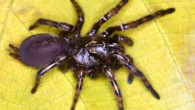Female Fufius lucasae, described for the first time in this study. Image credit: Ortega DRM et al.