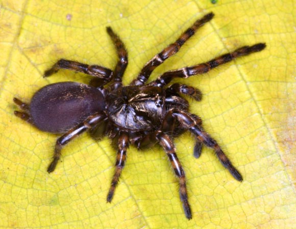 Female Fufius lucasae, described for the first time in this study. Image credit: Ortega DRM et al.