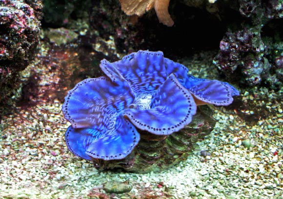 Tridacna maxima, a close relative of the newly discovered giant clam. Image credit: Karelj.